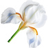 Tuscan white iris
